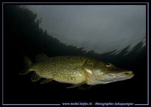 Big Pike Fish close to the surface on a stormy day... :O)... by Michel Lonfat 